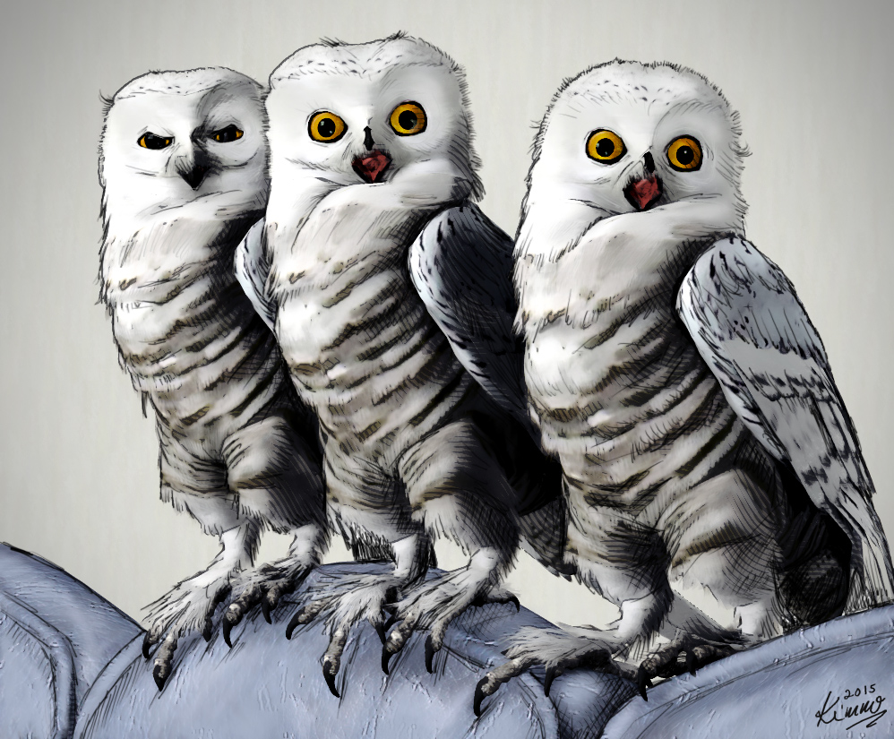 2015-05-01 owls copy